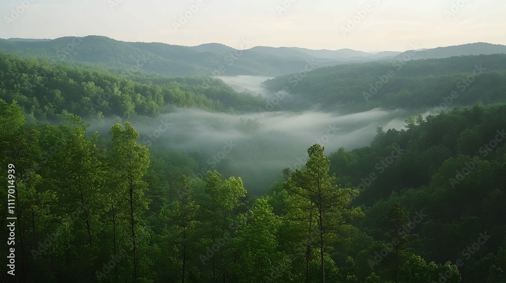 Fototapeta premium Misty mountain valley at sunrise, lush green forest landscape.