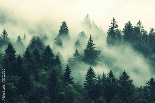 Misty forest landscape with evergreen trees and soft fog.