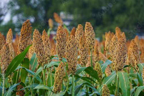 Fotografía Red sorghum is about to mature in a field