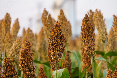 Red sorghum is about to mature in a field