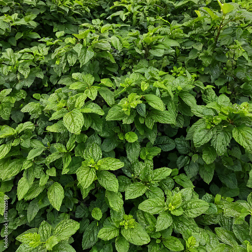 Wallpaper Mural Lush Green Mint Leaves Background Texture: A Vibrant Display of Fresh Herbal Foliage Torontodigital.ca