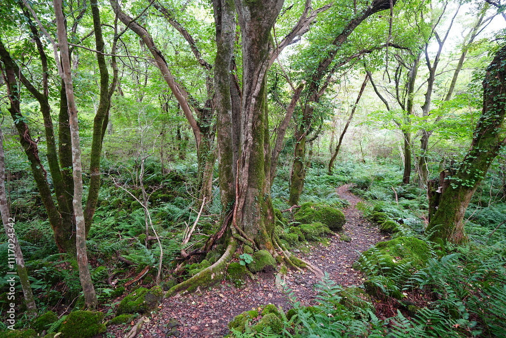 fine autumn path through mossy rocks and old trees fine autumn path through mossy rocks and old trees