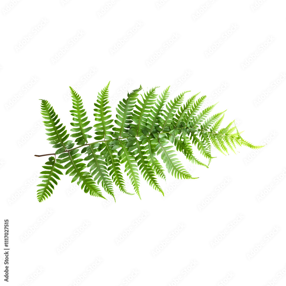 An isolated fern leaf on a transparent background, featuring its detailed fronds and vibrant green hue. An isolated fern leaf on a transparent background, featuring its detailed fronds and vibrant green hue.