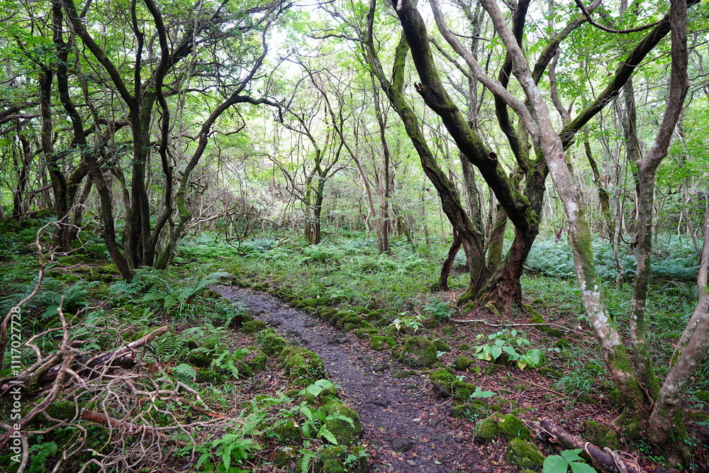 fine autumn path through mossy rocks and old trees fine autumn path through mossy rocks and old trees