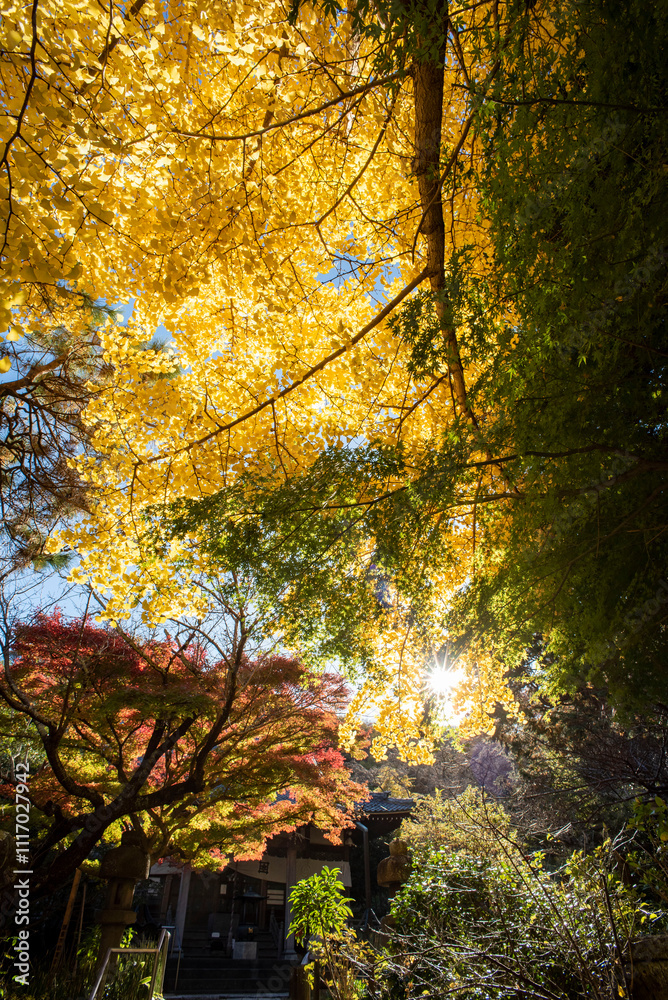 Fototapeta premium 鎌倉2412 安国論寺1 銀杏黄葉
