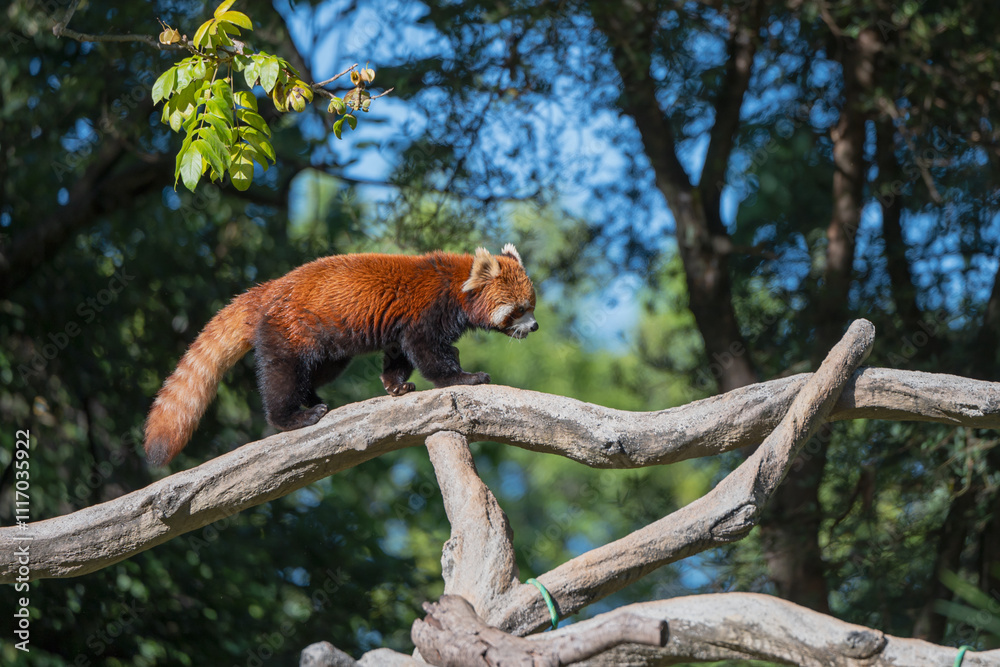 Fototapeta premium Red panda climbing a tree at the zoo