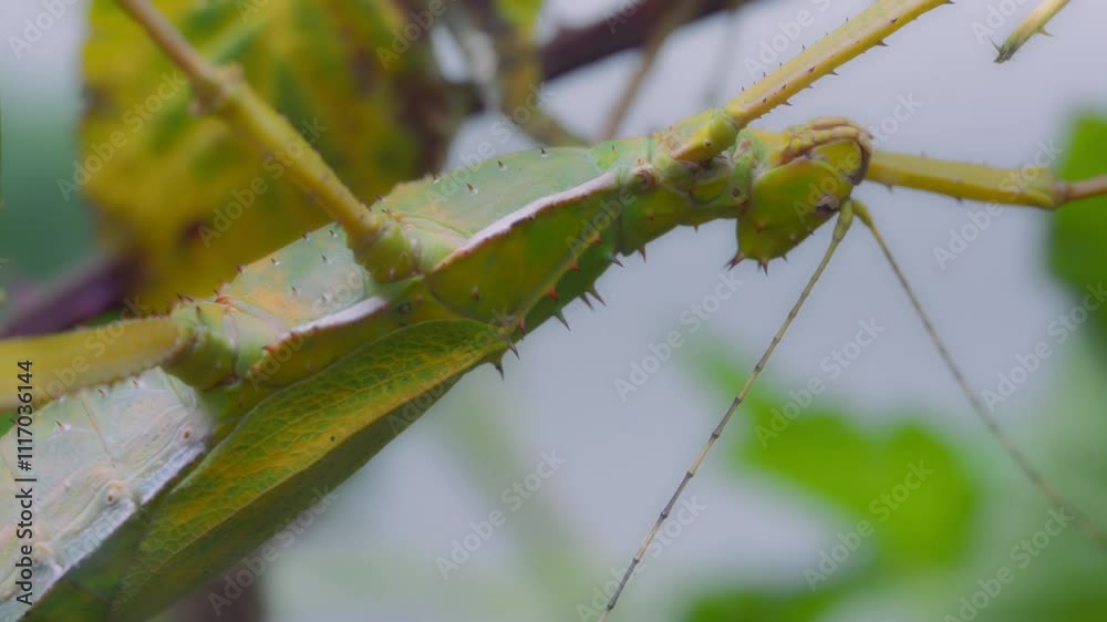 Close up of a jungle nymph or stick insect hanging from a tree Close up of a jungle nymph or stick insect hanging from a tree