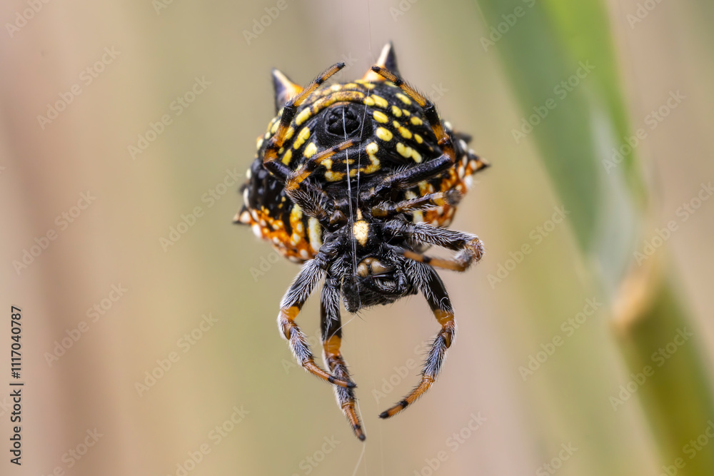 Fototapeta premium Christmas Jewel Spider from Kangaroo Island Australia spinning web