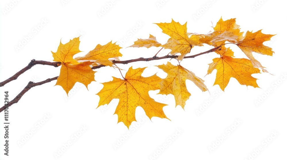 autumn maple leaf autumn maple leaf