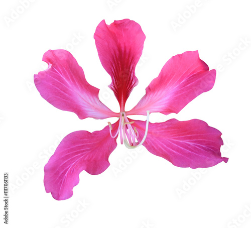 Purple Orchid Tree or Hong Kong Orchid Tree or Purple Bauhinia flower. Close up pink-purple single Bauhinia flower isolated on transparent background.