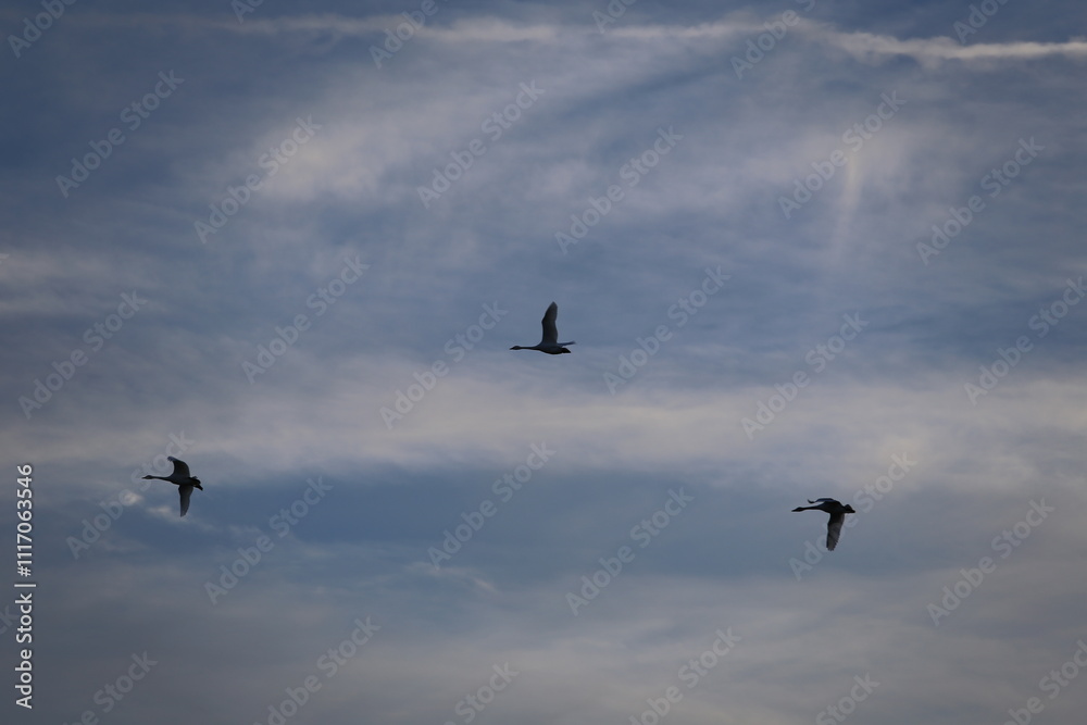Historical filming in its heyday, which was the last swan migration to Azumino Historical filming in its heyday, which was the last swan migration to Azumino