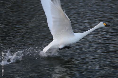 Historical filming in its heyday, which was the last swan migration to Azumino photo