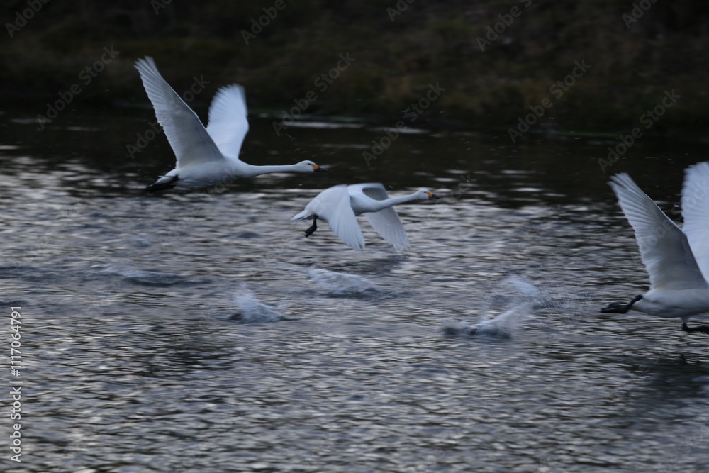 Fototapeta premium Historical filming in its heyday, which was the last swan migration to Azumino