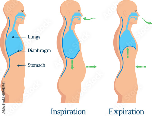 Human Respiratory System