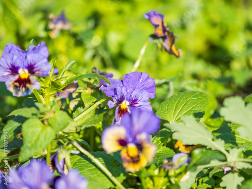 A viola pansy found in the botanical garden. viola tricolor, little pansy photo