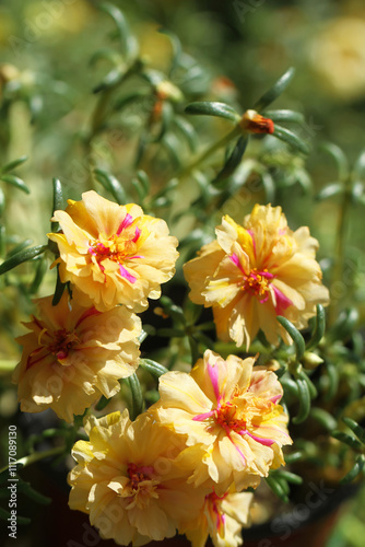 yellow and red flowers in the garden