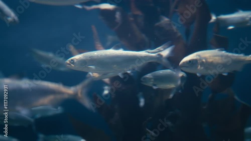 A shoal of herrings swimming in the sea