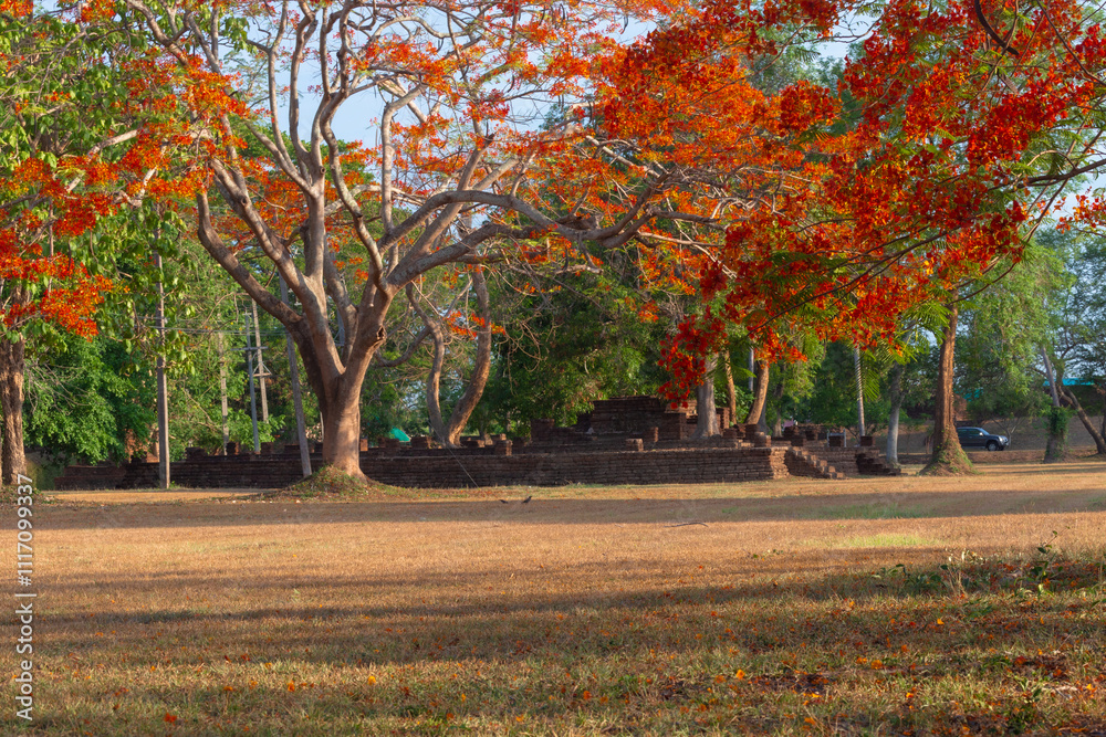 Naklejka premium A beautiful Barbados Pride Trees at Khamphaeng Phet Historical Park Thailand.