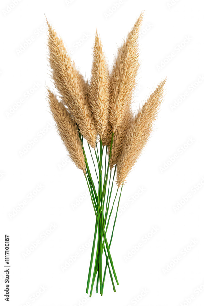 Fototapeta premium Large Seed Cluster Blooming Flower Close-up Against Grey Background