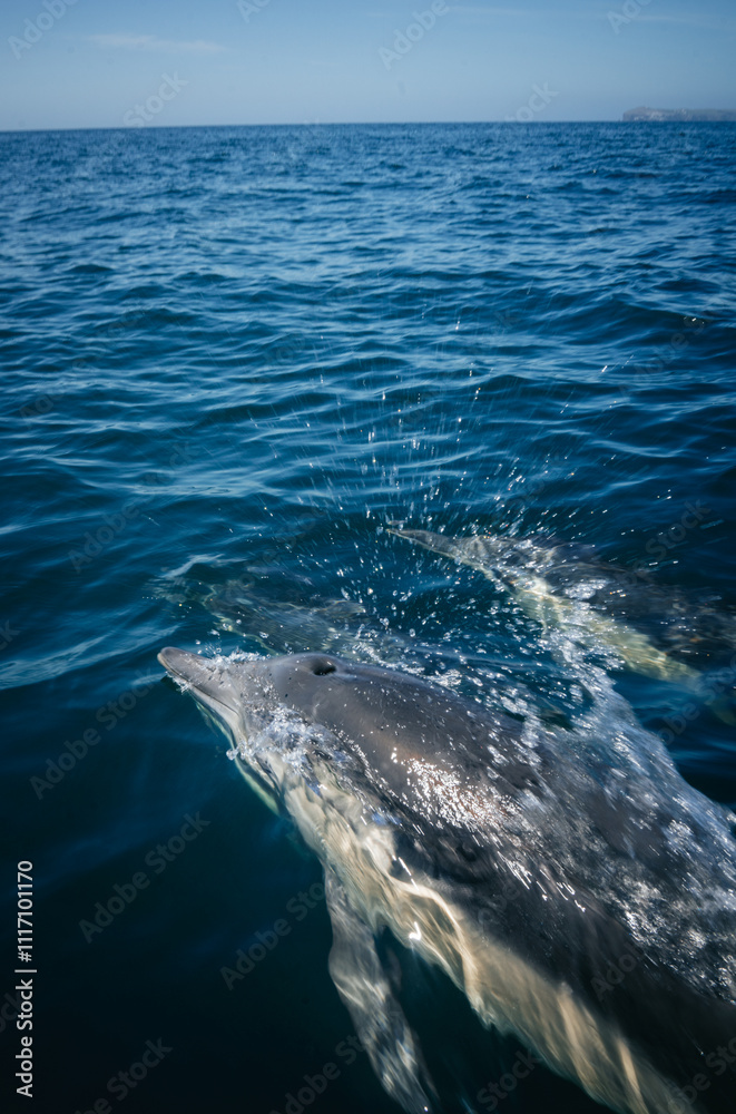 Fototapeta premium dolphins in the sea