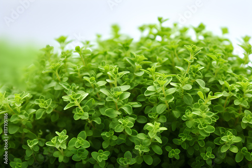 Fresh green oregano plants thriving in a garden during late spring, providing vibrant herbs for culinary uses and enhancing garden aesthetics