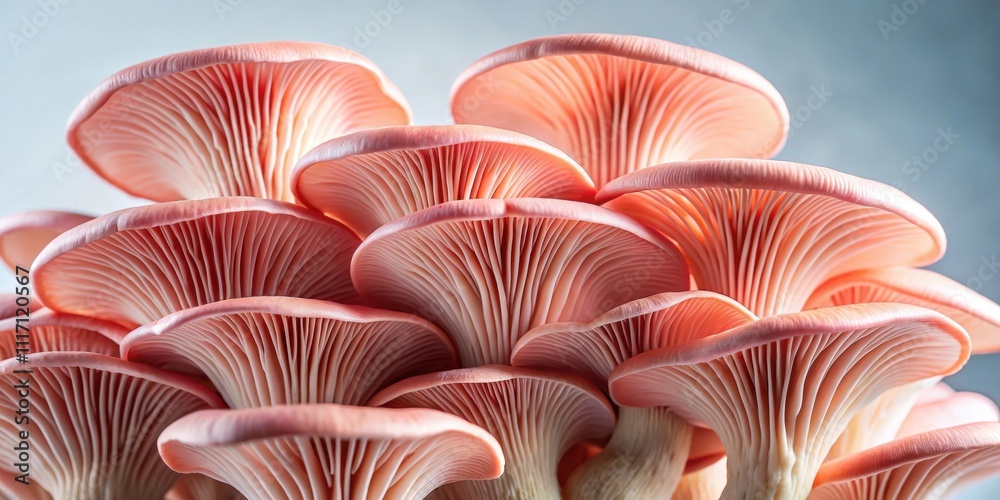 Pink oyster mushrooms with a delicate and unique appearance, food, fungus, organic, edible, fresh, gourmet, vegetarian Pink oyster mushrooms with a delicate and unique appearance, food, fungus, organic, edible, fresh, gourmet, vegetarian