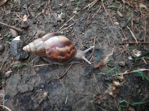 group of Lissachatina fulica snails on the garden ground while raining photo