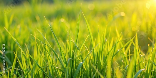 Close up of lush Ruzi grass for feeding animals in a pasture, Ruzi grass, Brachiaria ruziziensis, fodder, livestock photo