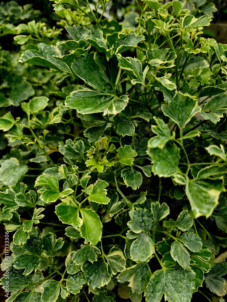 Polyscias plant with its beautiful leaves Polyscias plant with its beautiful leaves