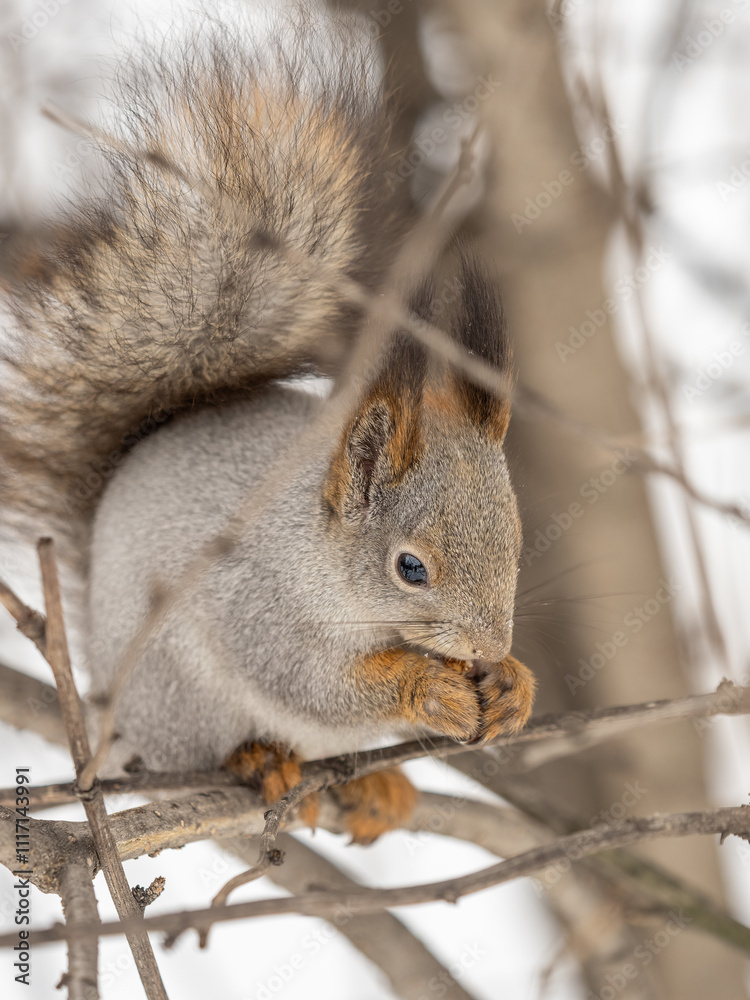Fototapeta premium The squirrel with nut sits on tree in the winter or late autumn