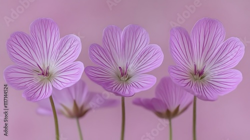 Three Delicate Light Purple Flowers Bloom Beautifully