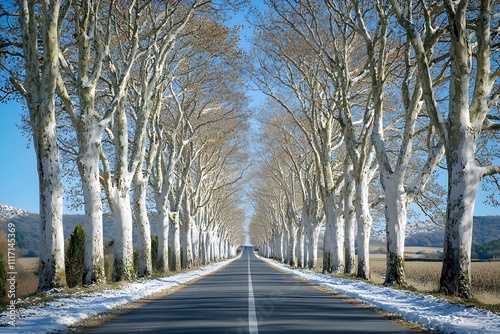 A wide road lined with white trees covered in snow photo