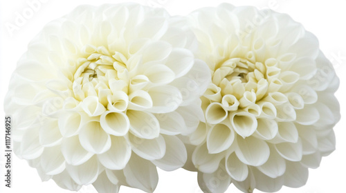 Two White Dahlias Close Up