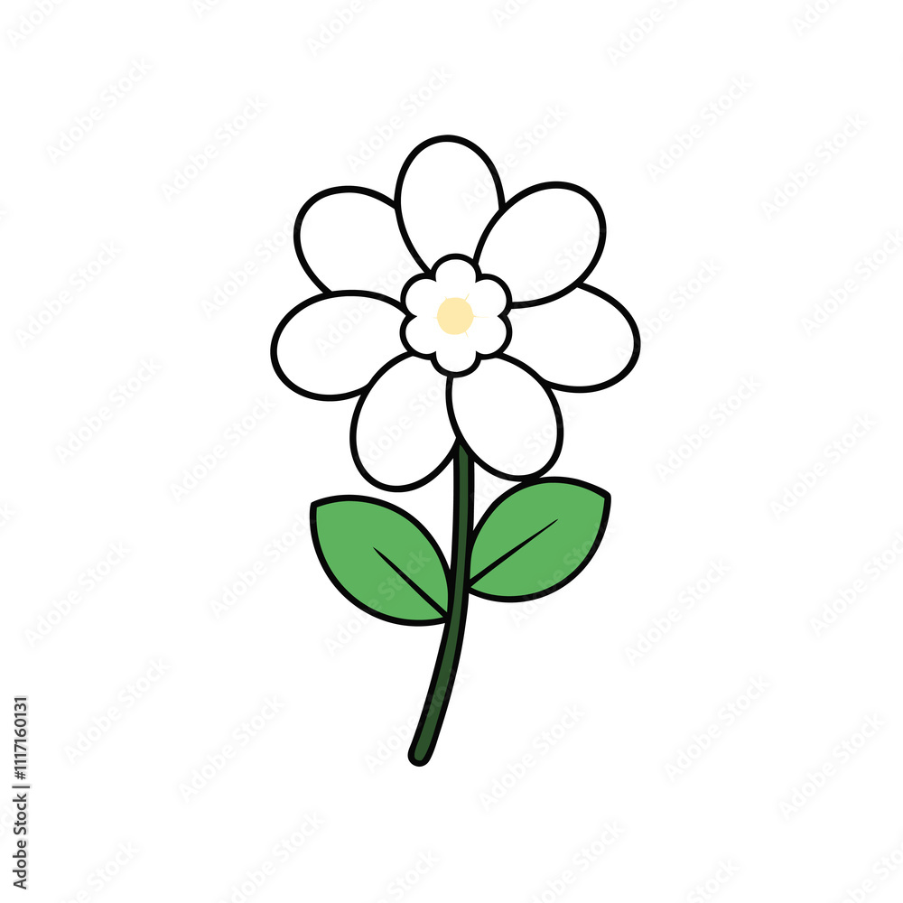 candytuft vector illustration candytuft vector illustration