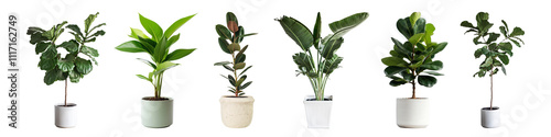 PNG Plant pot set on transparent background photo