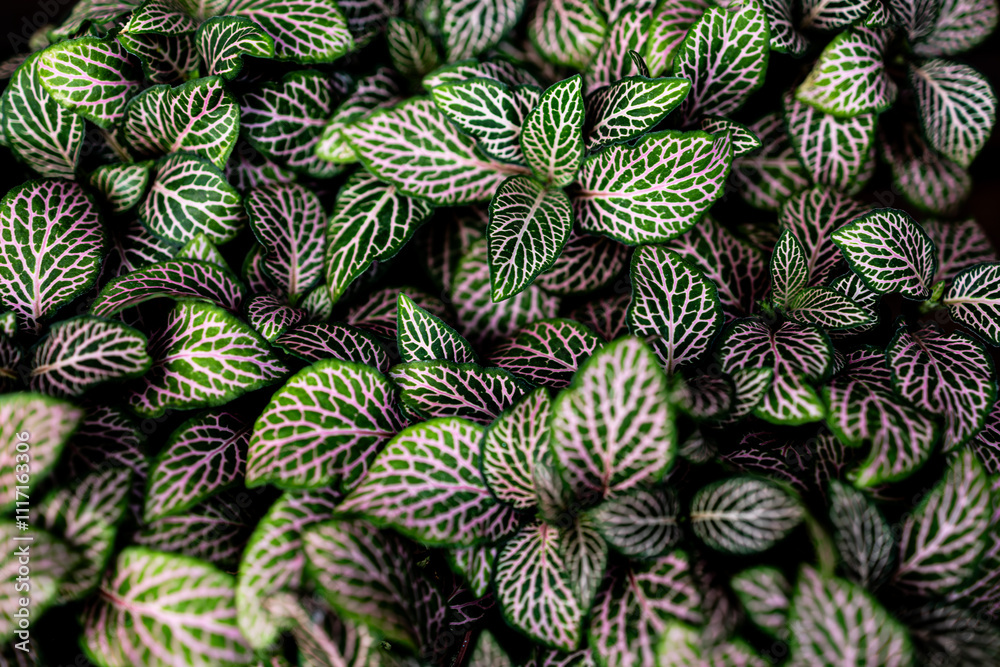 Obraz premium background of leaves