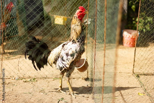 Chicken in a net cage farmyard setting animal photography natural environment close-up view