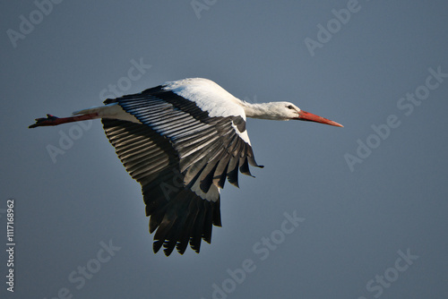 white stork in flight