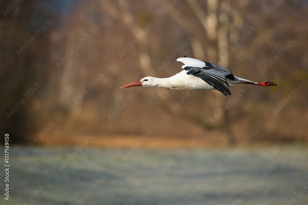 Obraz premium white stork in flight