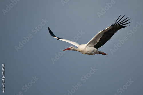 white stork in flight