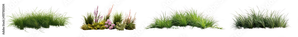 Obraz premium PNG Ornamental grass bushes shrub and small plant outdoors set on transparent background