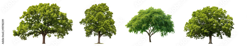PNG Isolated tree set on transparent background PNG Isolated tree set on transparent background