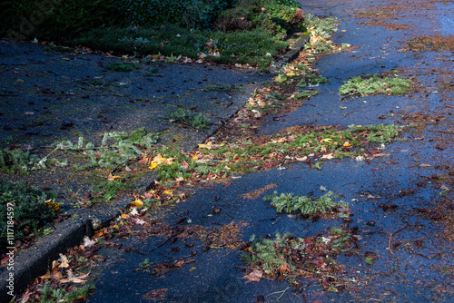 After the wind storm, tree debris littered on street and driveway, fall leaves, evergreen branches, and pine needles 