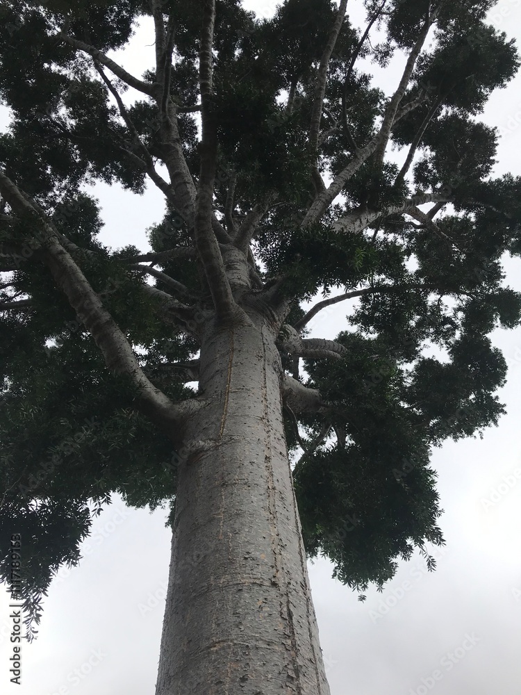 Fototapeta premium trees in the park