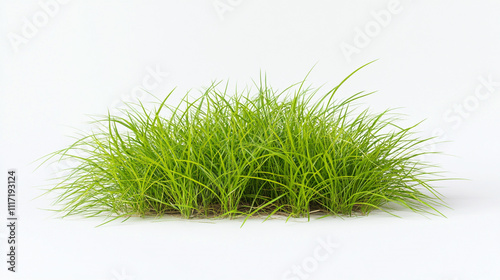 Lush Green Grass Tuft  Isolated on White Background photo