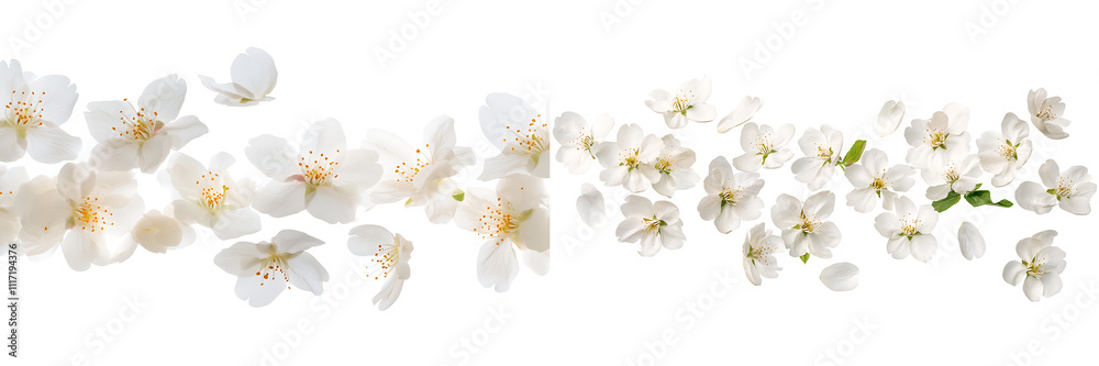 Set of white petals flying from cherry blossom flowers, isolated on a transparent background. Set of white petals flying from cherry blossom flowers, isolated on a transparent background.