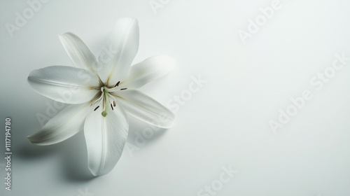 White Lily Flower on White Background  Minimalist Floral Design