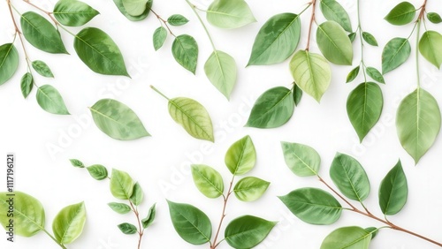 Fresh Green Leaves on White Background: Perfect for Nature-Themed Designs