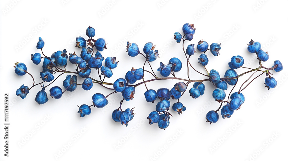 Blue Berries Branch Isolated on White Background Blue Berries Branch Isolated on White Background