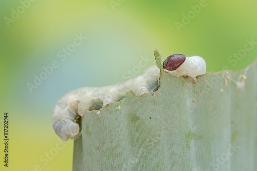 A banana skipper caterpillar is eating a banana leaf. This insect has the scientific name Erionota thrax.
 photo